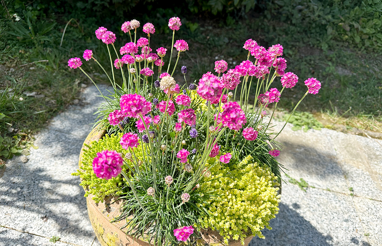 Blumen im Hotelgarten