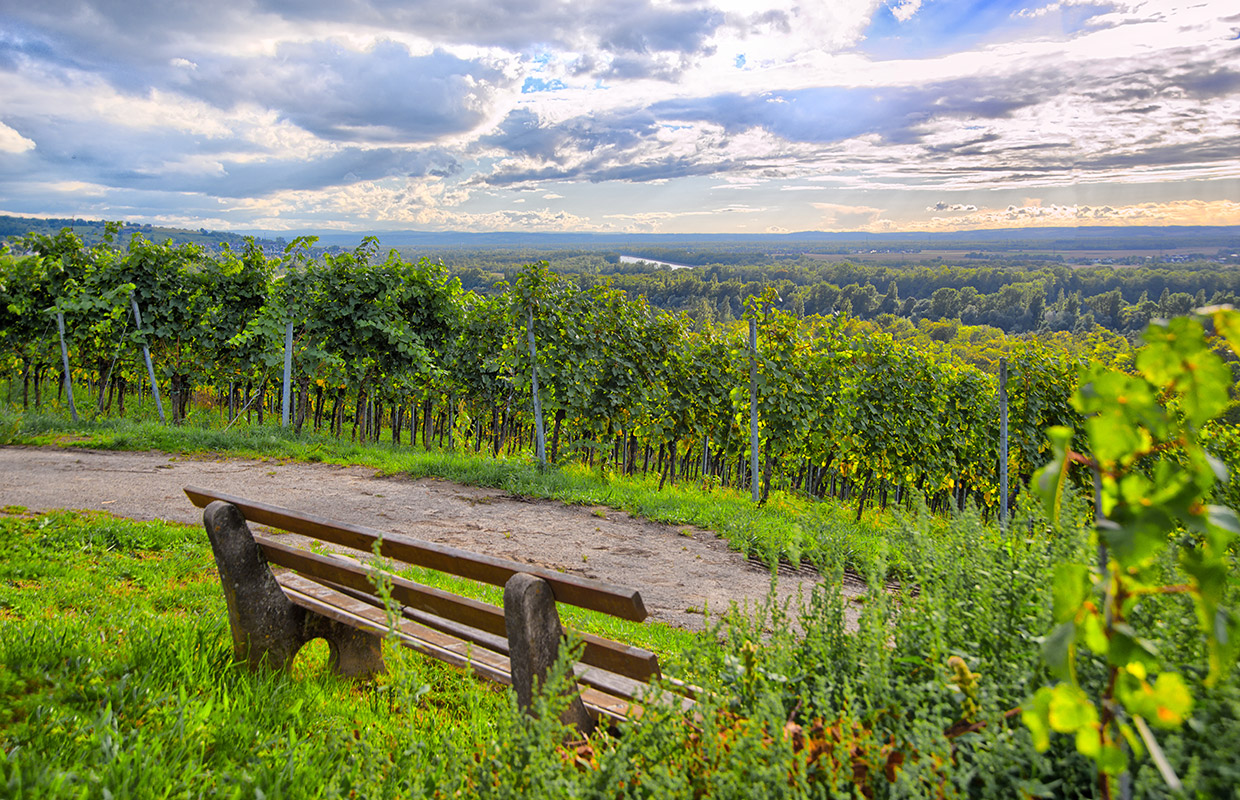 Ausblick in den Weinbergen
